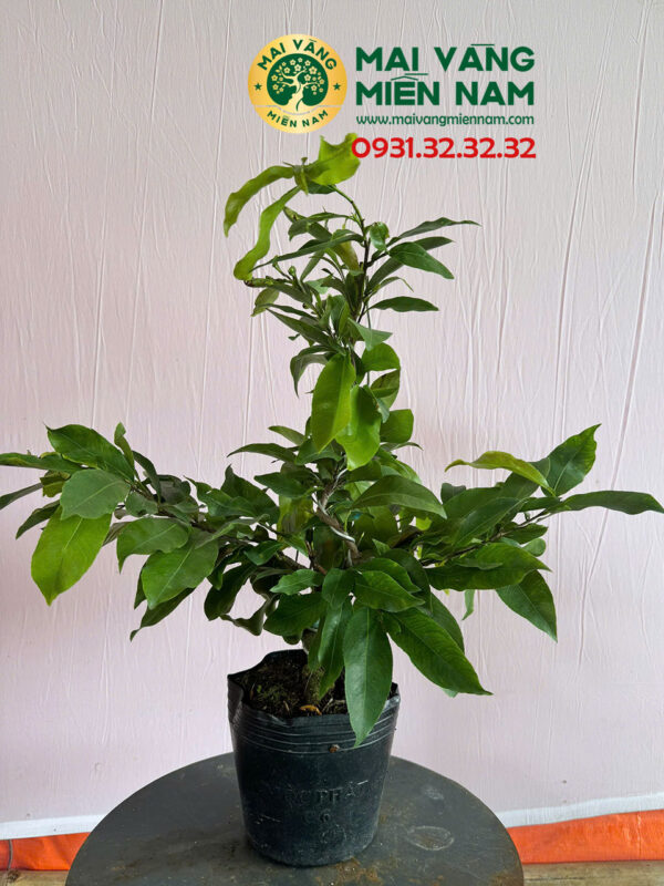 Mai vàng Nhị Ngọc Toàn