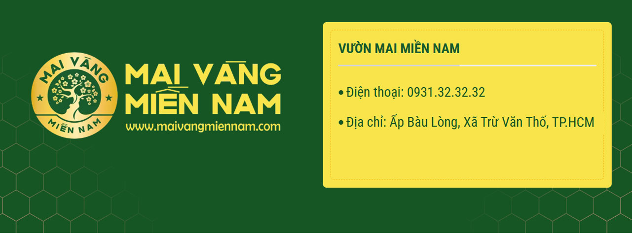Địa Chỉ Mua Mai Vàng Tại Hồ Chí Minh Chọn Vườn Uy Tín Và đảm Bảo Chất Lượng 8 Địa Chỉ Mua Mai Vàng Tại Hồ Chí Minh Chọn Vườn Uy Tín Và đảm Bảo Chất Lượng