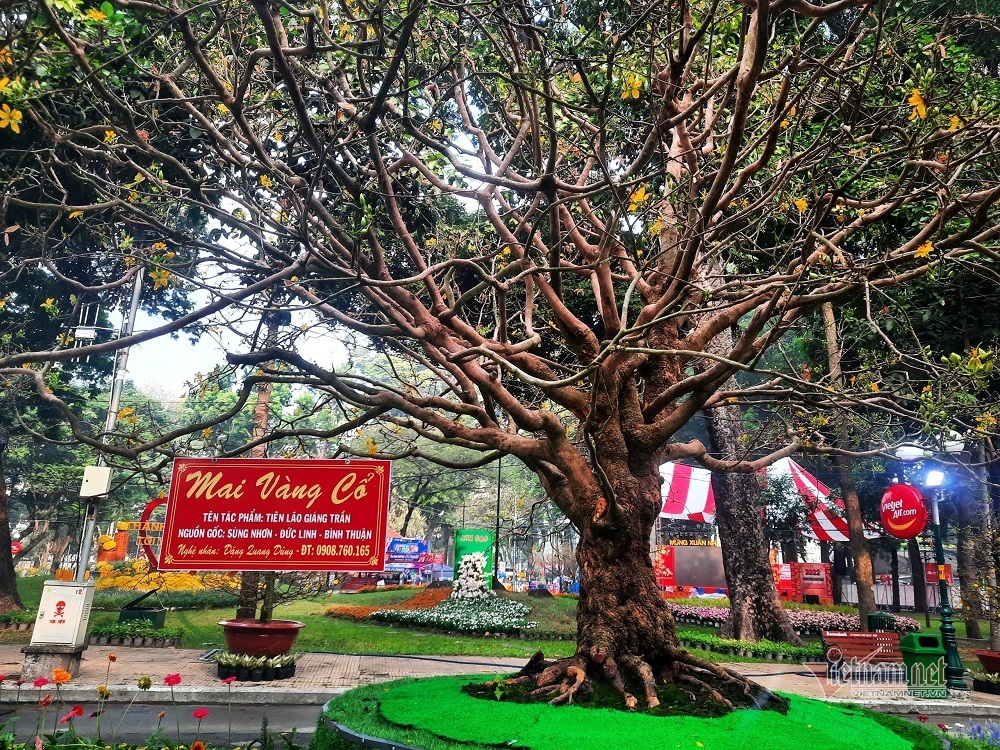 Hướng Dẫn Trồng Và Chăm Sóc Giống Mai Vàng Cổ Thụ Cho Người Yêu Cây Kiểng 4 Hướng Dẫn Trồng Và Chăm Sóc Giống Mai Vàng Cổ Thụ Cho Người Yêu Cây Kiểng