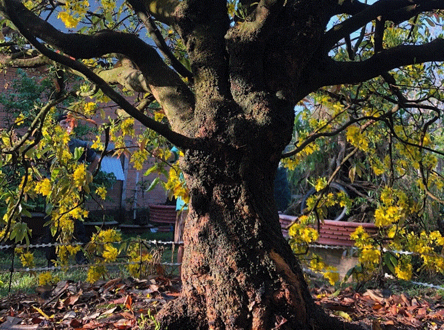 Gốc mai đại thụ, gốc mai siêu cổ, gốc mai vàng cổ thụ 6 Gốc mai đại thụ, gốc mai siêu cổ, gốc mai vàng cổ thụ