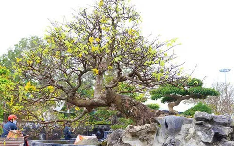 Hướng Dẫn Trồng Và Chăm Sóc Giống Mai Vàng Cổ Thụ Cho Người Yêu Cây Kiểng