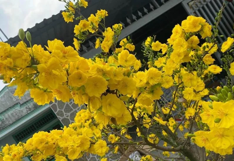 Giống Mai Vàng Siêu Bông Bình Lợi