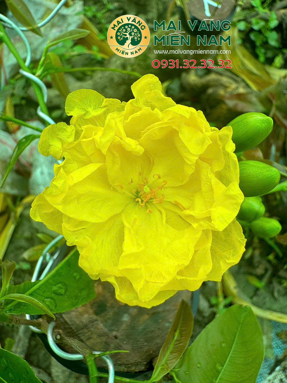 Giống Mai Vàng Siêu Bông Bình Lợi 2 Giống Mai Vàng Siêu Bông Bình Lợi
