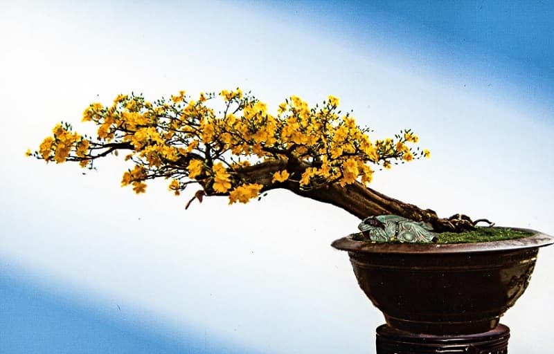 Mai bonsai đẹp