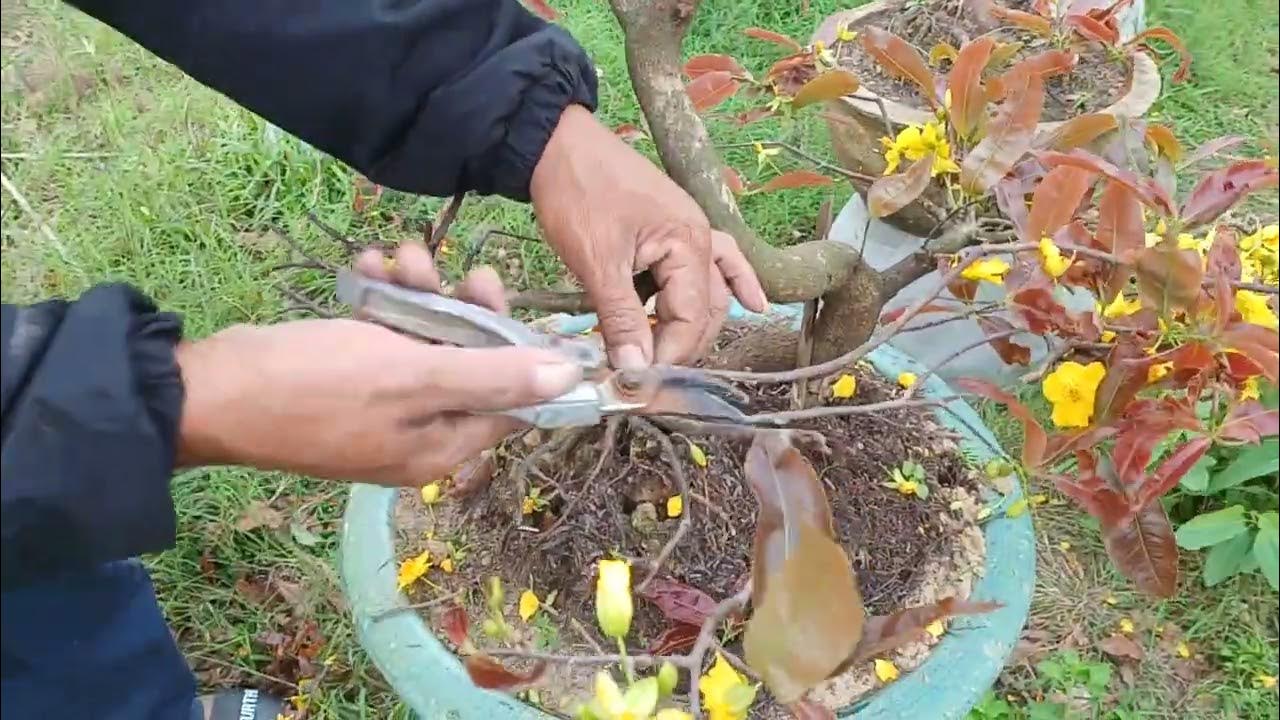 Cách Chăm Sóc Mai Sau Tết Đúng Nhất: Bí Quyết Để Mai Vàng Bung Nụ Rực Rỡ Năm Sau 3 Cách Chăm Sóc Mai Sau Tết Đúng Nhất: Bí Quyết Để Mai Vàng Bung Nụ Rực Rỡ Năm Sau