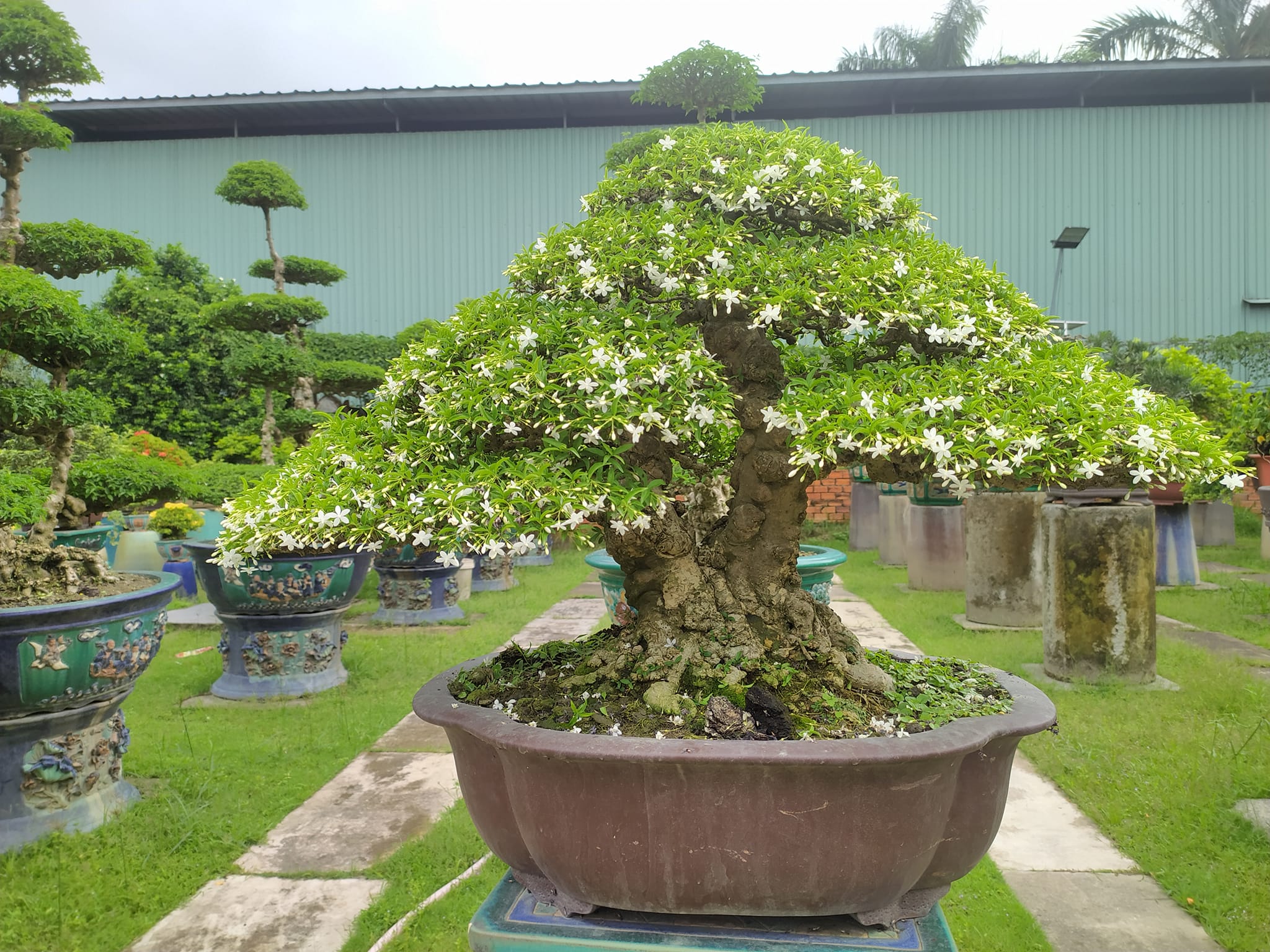 Hướng Dẫn Trồng Và Chăm Sóc Mai Chiếu Thủy Bonsai Chuẩn Kỹ Thuật