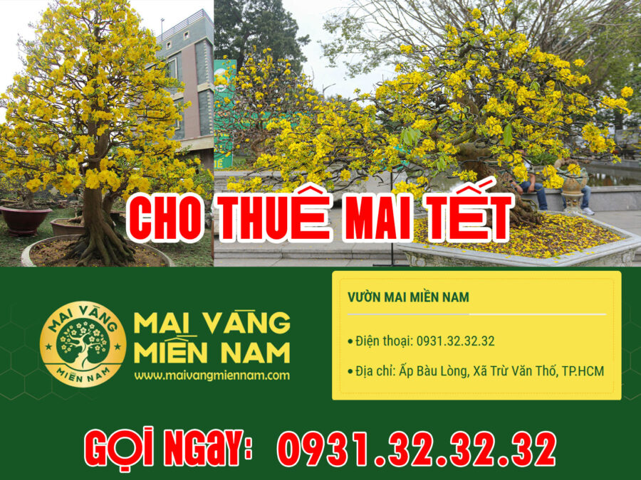 Thuê mai chưng tết