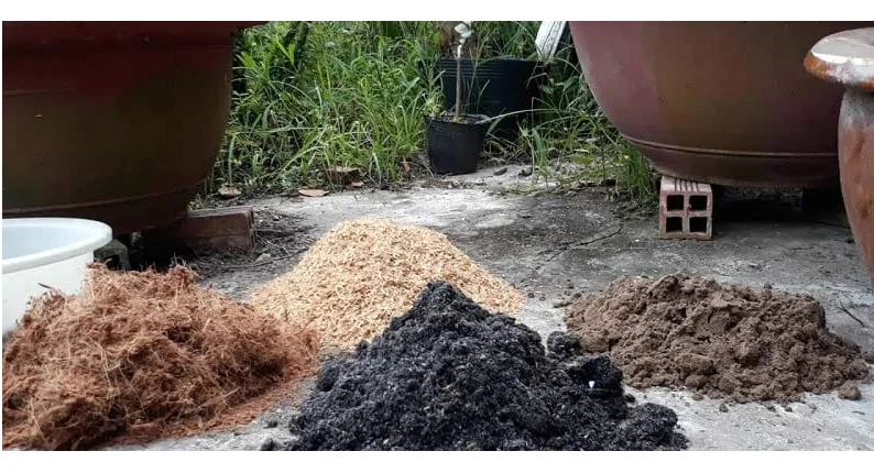 Dat Trong Mai 5 Dat Trong Mai