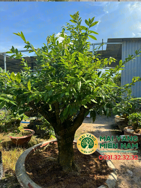 Gốc Mai Vàng Hoành 74, Cao 1m7 – Dáng đẹp, đẳng Cấp