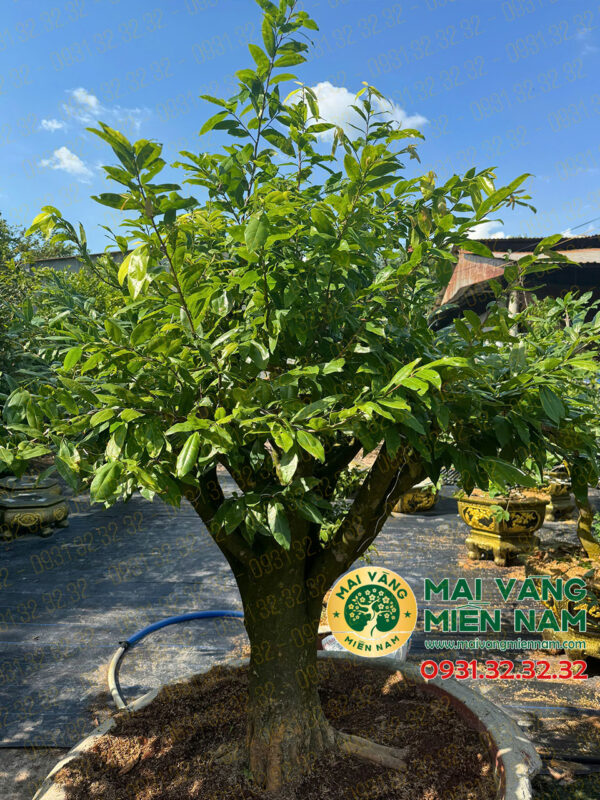 Gốc Mai Vàng Hoành 74, Cao 1m7 – Dáng đẹp, đẳng Cấp