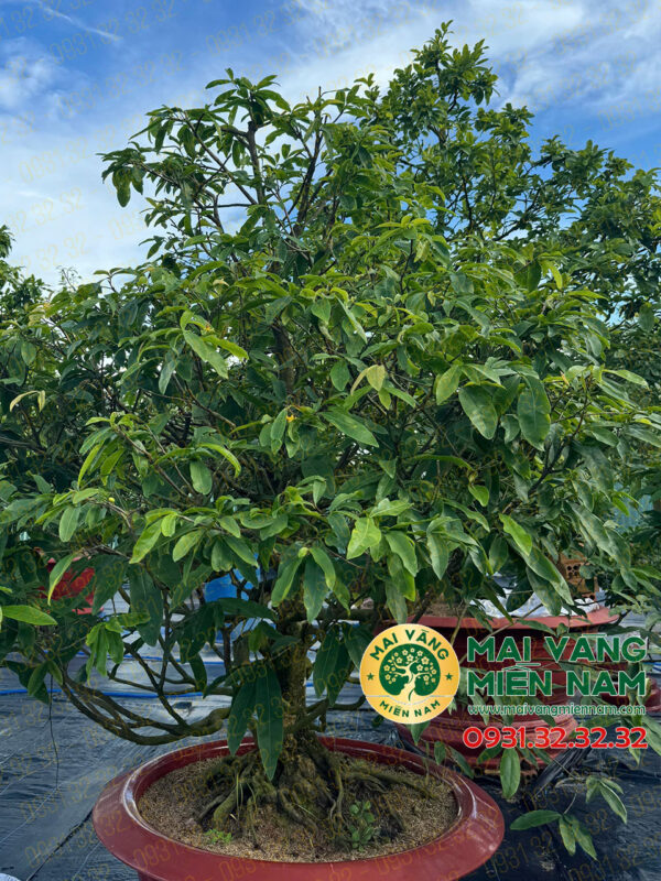 Gốc Mai Vàng Hoành 40