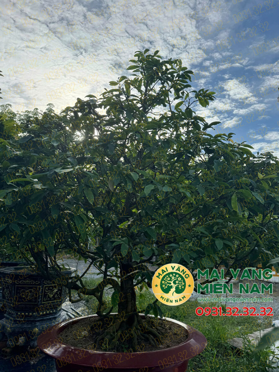 Gốc Mai Vàng Hoành 40, Cao 1m90 – Cây Giống Tiềm Năng Cho Người Yêu Mai 5 Gốc Mai Vàng Hoành 40, Cao 1m90 – Cây Giống Tiềm Năng Cho Người Yêu Mai