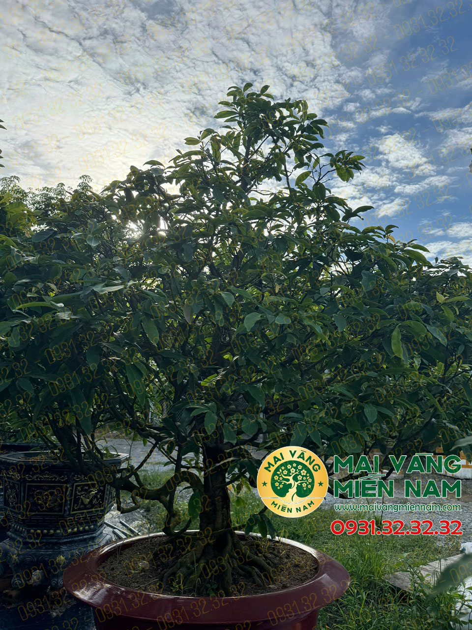 Gốc Mai Vàng Hoành 40, Cao 1m90 – Cây Giống Tiềm Năng Cho Người Yêu Mai 3 Gốc Mai Vàng Hoành 40, Cao 1m90 – Cây Giống Tiềm Năng Cho Người Yêu Mai