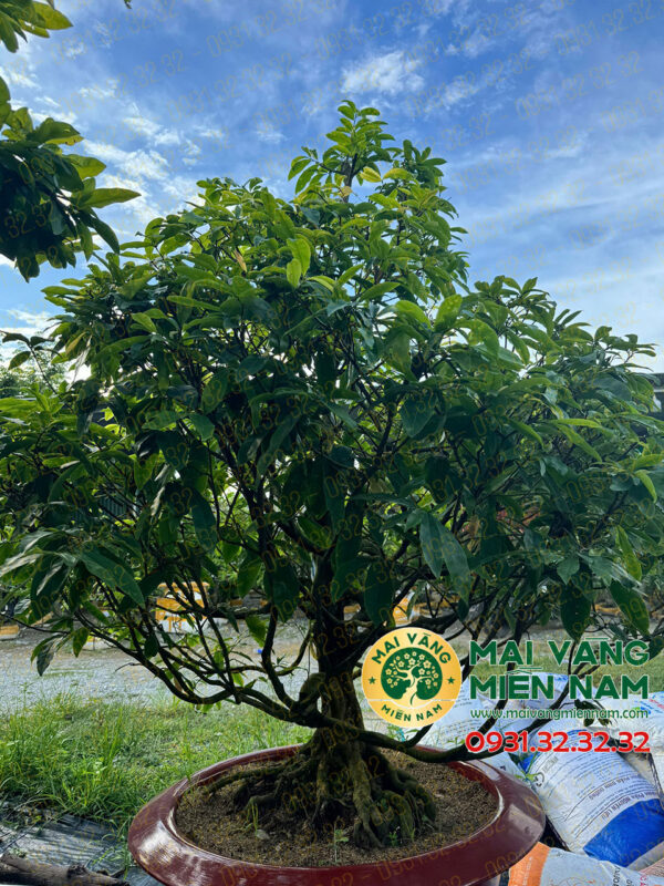 Gốc Mai Vàng Hoành 40, Cao 1m90 – Cây Giống Tiềm Năng Cho Người Yêu Mai