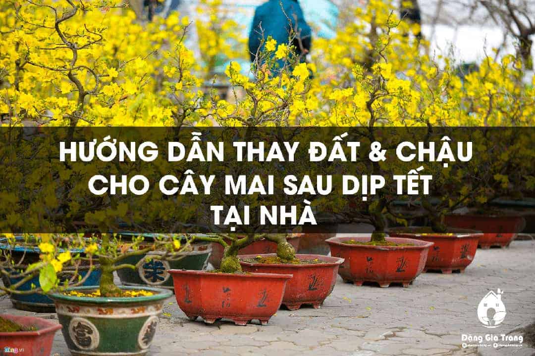 Huong Dan Thay Chau Dat Cho Cay Mai Sau Tet 2 Huong Dan Thay Chau Dat Cho Cay Mai Sau Tet