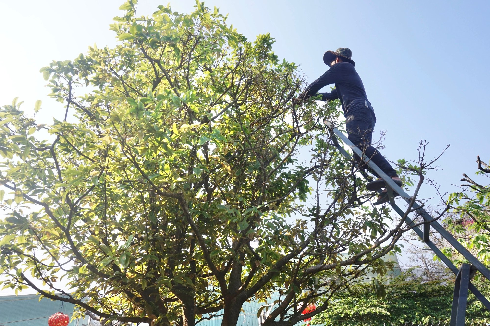 Cách Chăm Sóc Mai Sau Tết Đúng Nhất: Bí Quyết Để Mai Vàng Bung Nụ Rực Rỡ Năm Sau 7 Cách Chăm Sóc Mai Sau Tết Đúng Nhất: Bí Quyết Để Mai Vàng Bung Nụ Rực Rỡ Năm Sau
