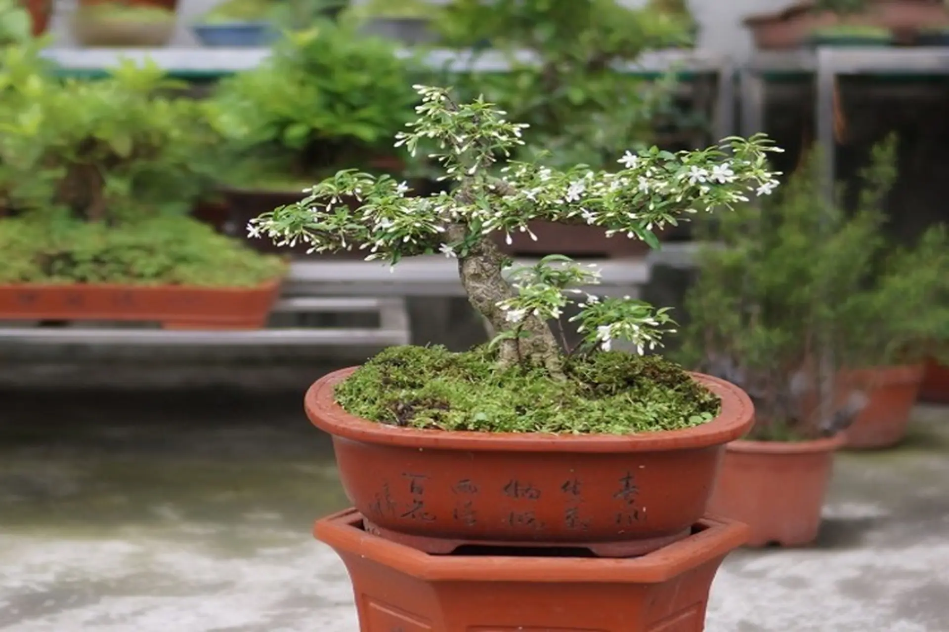 Hướng Dẫn Trồng Và Chăm Sóc Mai Chiếu Thủy Bonsai Chuẩn Kỹ Thuật