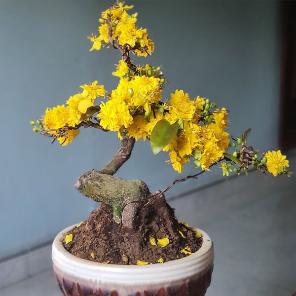 Mai Vang Bonsai Mini