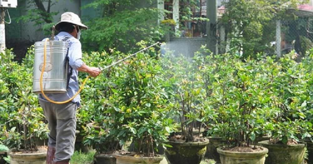 phun thuốc phòng trừ nấm bệnh cho cây mai vàng