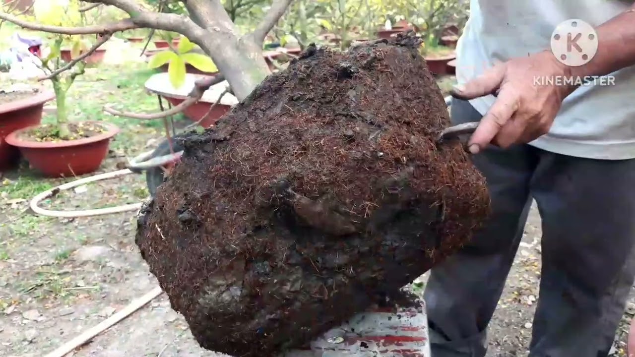 Cách Chăm Sóc Mai Sau Tết Đúng Nhất: Bí Quyết Để Mai Vàng Bung Nụ Rực Rỡ Năm Sau 4 Cách Chăm Sóc Mai Sau Tết Đúng Nhất: Bí Quyết Để Mai Vàng Bung Nụ Rực Rỡ Năm Sau