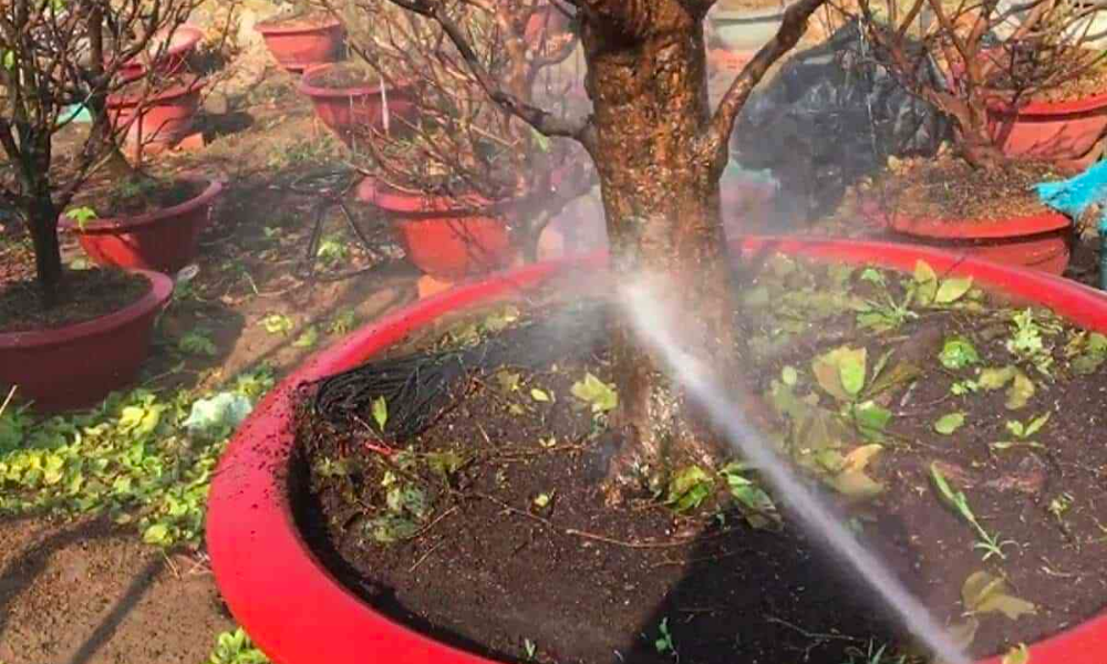 Vệ sinh gốc mai vàng sạch sẽ để phòng ngừa sâu bệnh