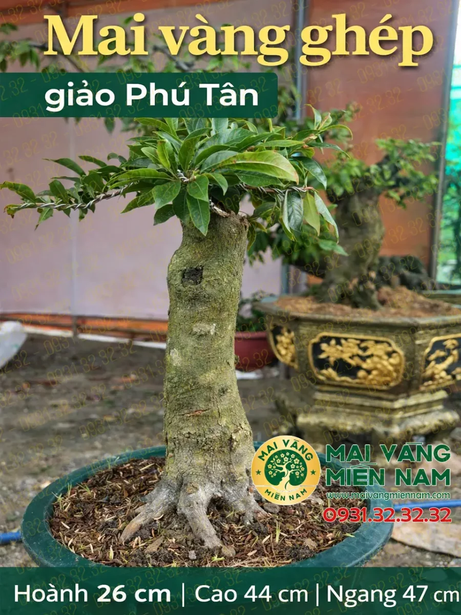 Mai Ghép Giảo Phú Tân 35 Mai Ghép Giảo Phú Tân