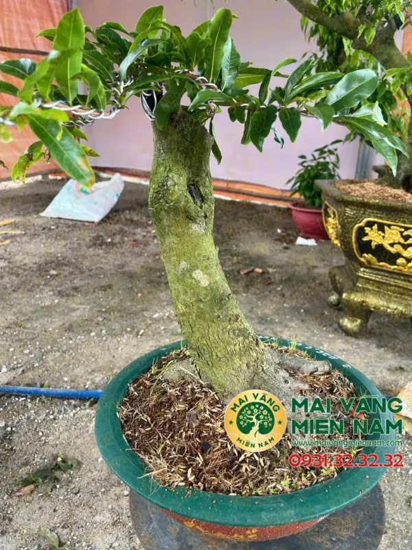 Mai Vàng Ghép Giảo Phú Tân 400.000đ