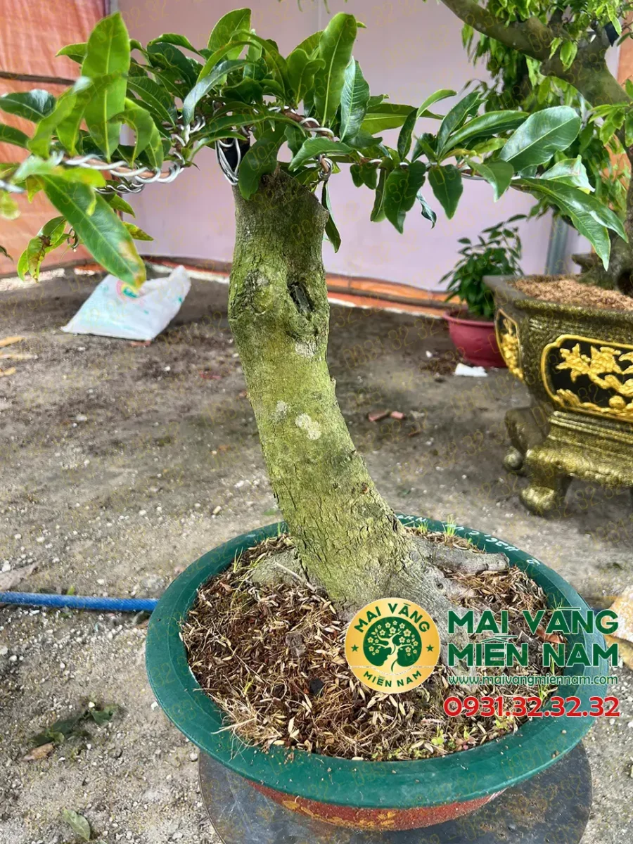 Mai Vàng Ghép Giảo Phú Tân 400.000đ
