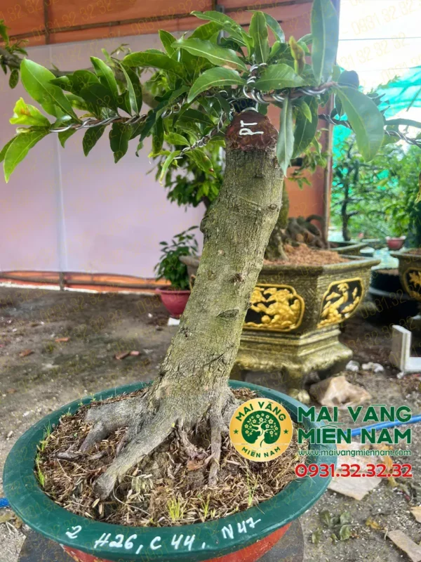 Mai Vàng Ghép Giảo Phú Tân 400.000đ