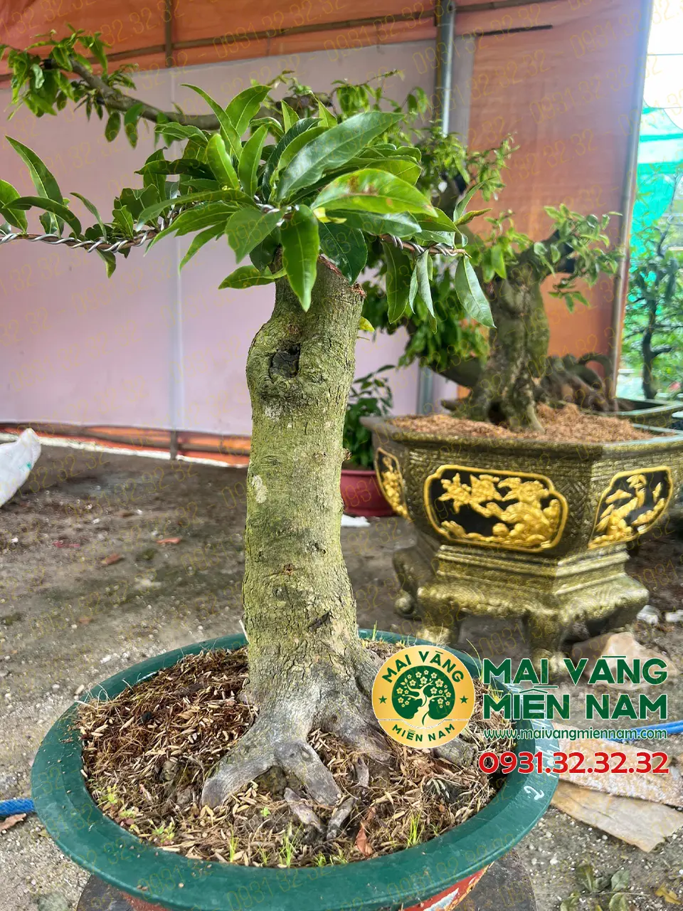 Mai Vàng Ghép Giảo Phú Tân 400.000đ