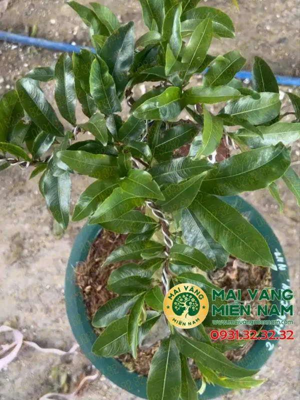 Mai Vàng Ghép Giảo Phú Tân 400.000đ