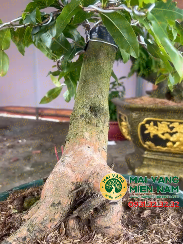 Mai Vàng Ghép Siêu Bông Bình Lợi 400.000đ