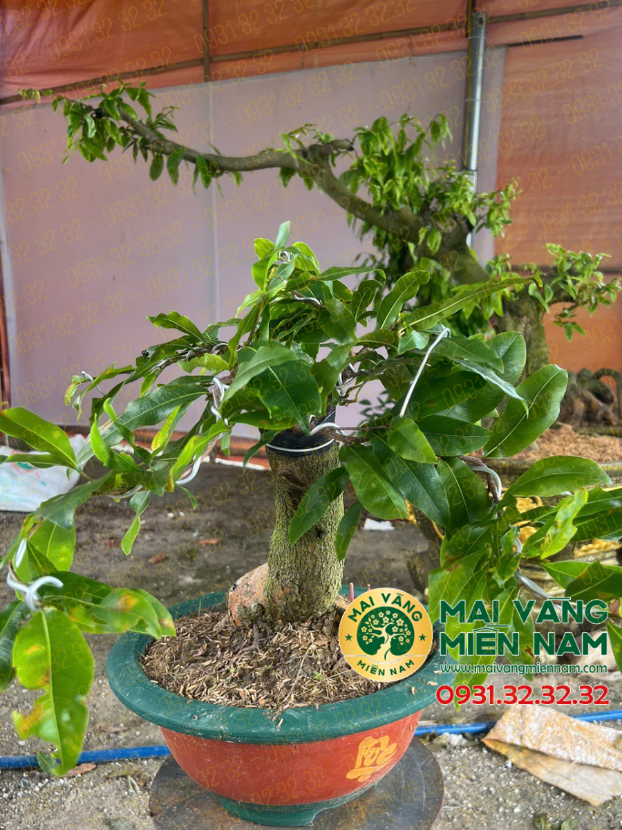 Mai Vàng Ghép Siêu Bông Bình Lợi 400.000đ