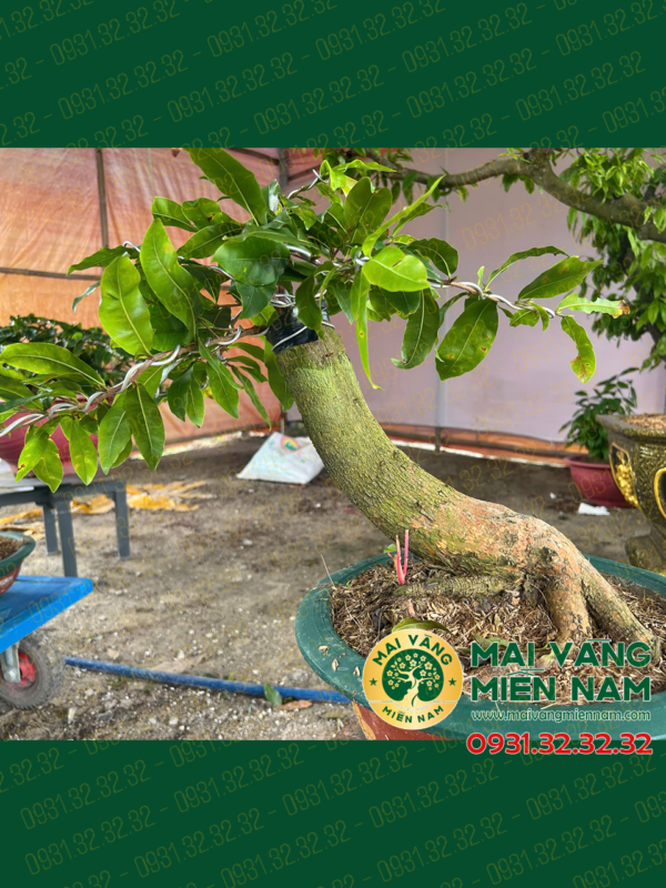 Mai Vàng Ghép Siêu Bông Bình Lợi 400.000đ