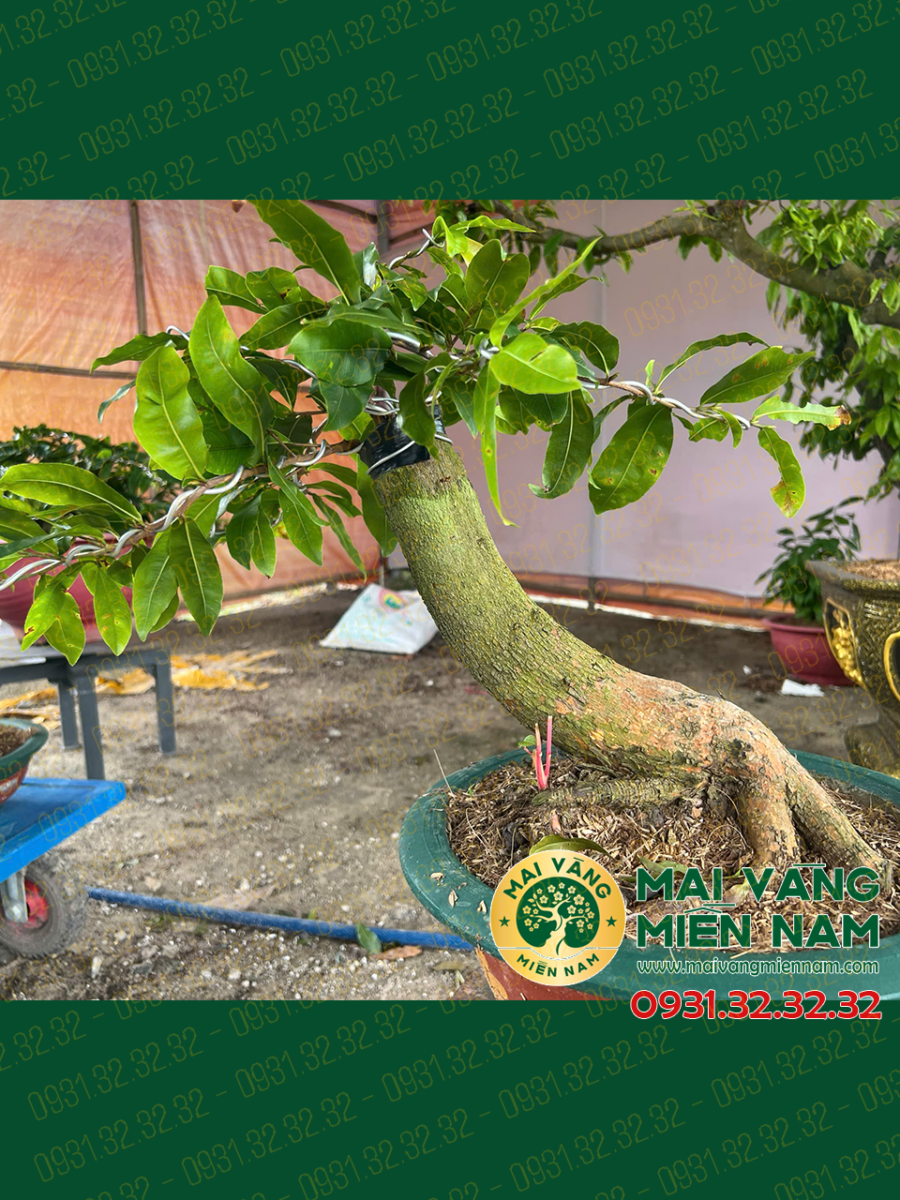 Mai Vàng Ghép Siêu Bông Bình Lợi 400.000đ