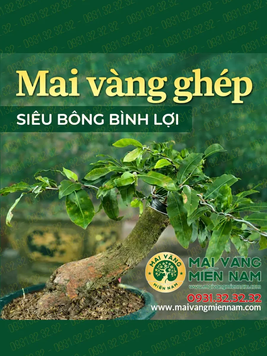 Mai Vàng Ghép Siêu Bông Bình Lợi 400.000đ 37 Mai Vàng Ghép Siêu Bông Bình Lợi 400.000đ